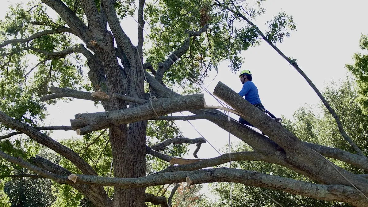 Professional Hazardous Tree Removal performed by certified arborists in Ben Wheeler